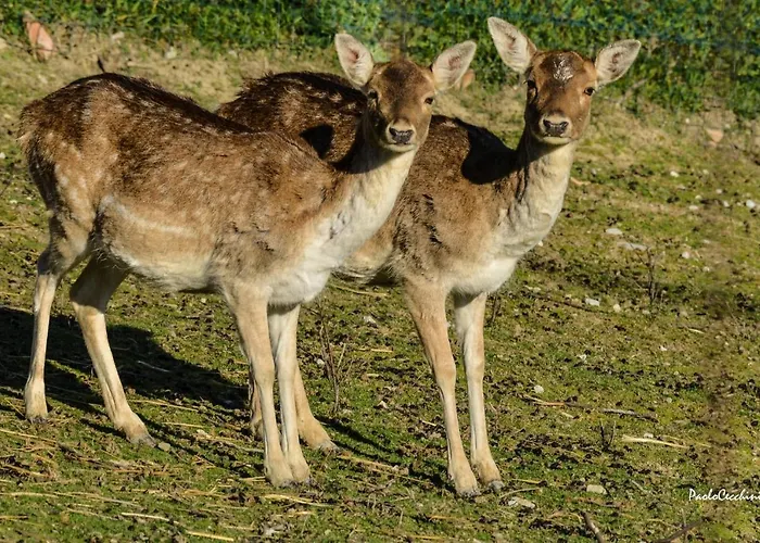 Bed & Breakfast Casale Marcantonio Rontagnano