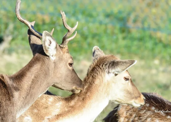 Casale Marcantonio Rontagnano